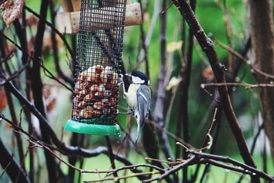 Close-up of bird perching on feeder