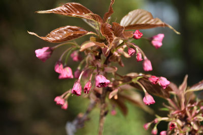 Close-up of pink flowering plant