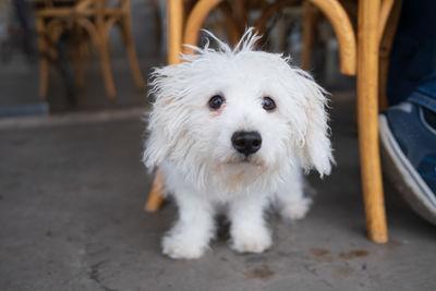 Close-up of dog