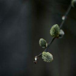 Close-up of flowers