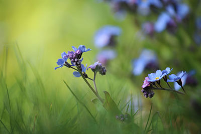 Close-up of forget-me-not with grass in background