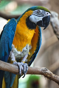 Close-up of parrot perching on branch