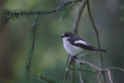 Close-up of bird perching on branch