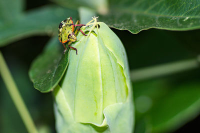 Close-up of insect on plant