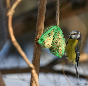 Close-up of a bird on branch