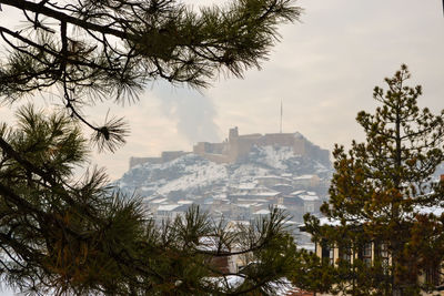 Trees and buildings against sky during winter