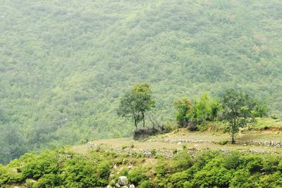 Trees on farm