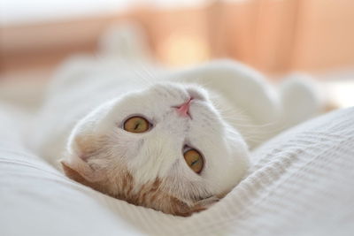 Portrait of cat relaxing on bed