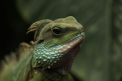 Close-up of lizard