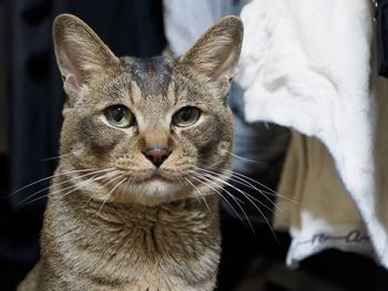 Close-up portrait of cat