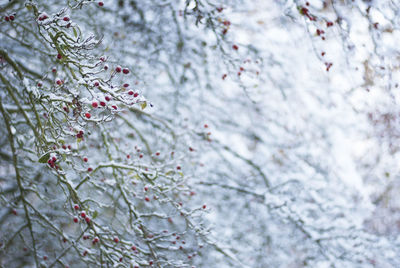 Close-up of cherry blossom tree during winter