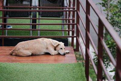 Close-up of dog sleeping on field