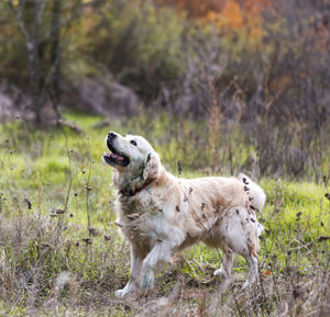 View of a dog running on grass