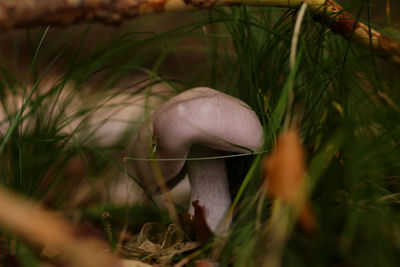 Close-up of mushroom growing on field