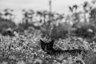 Portrait of a cat on a field
