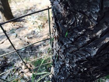 Close-up of insect on tree trunk