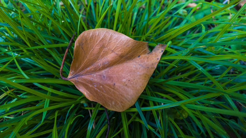 Close-up of dry leaf on grassy field