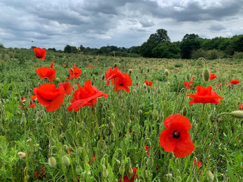 Red poppies on field against sky