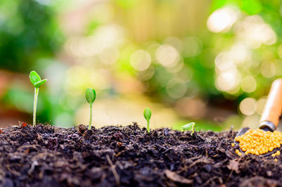 Close-up of plants growing on field