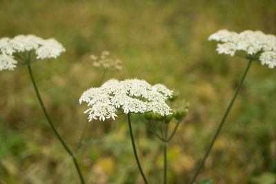 Close-up of white flowers blooming on field
