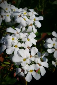 Close-up of white flowers blooming outdoors