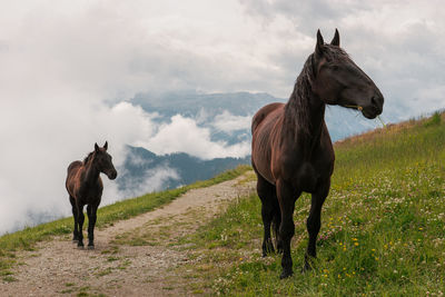 Horse and foal in the mountains - val pusteria - alto adige sudtirol - italy