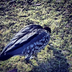 Close-up of bird on grass