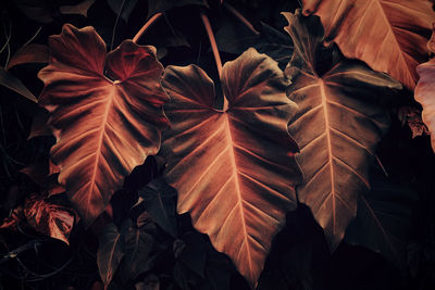 Full frame shot of autumn leaves