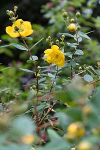 Close-up of yellow flowering plant