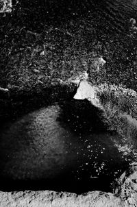 Shadow of water on leaf