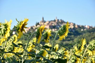 Close-up of flowering plants on field against sky