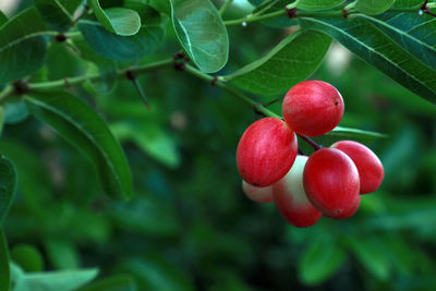 Close-up of red berries growing on tree