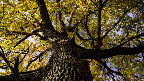 Low angle view of trees in forest during autumn