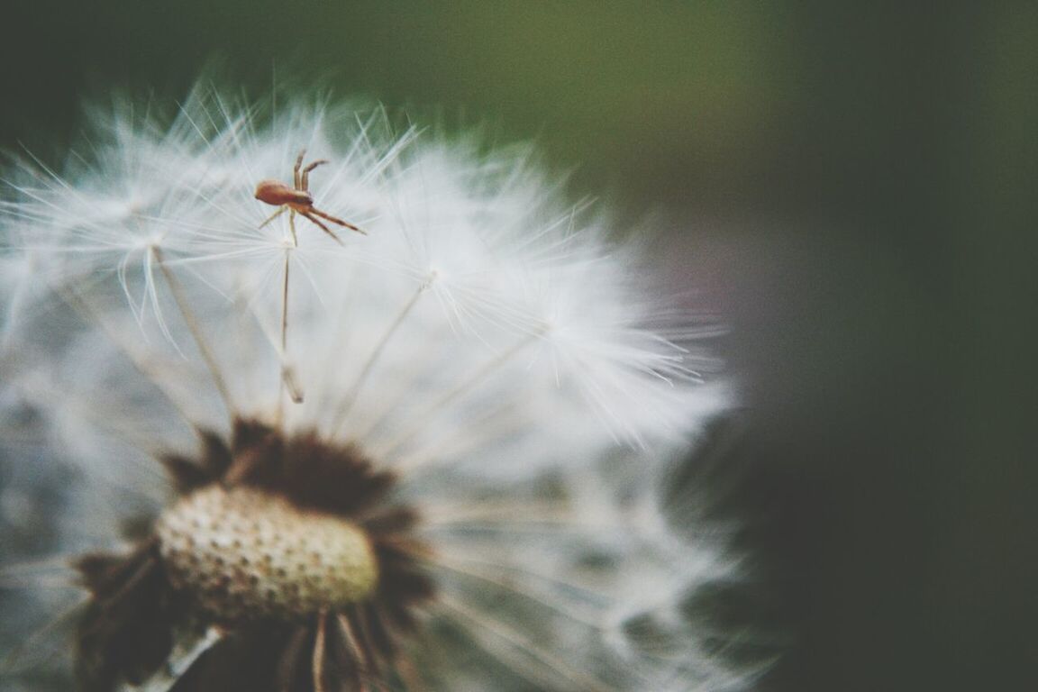 flower, fragility, freshness, flower head, growth, beauty in nature, close-up, nature, dandelion, white color, petal, single flower, plant, softness, selective focus, focus on foreground, pollen, blooming, in bloom, day