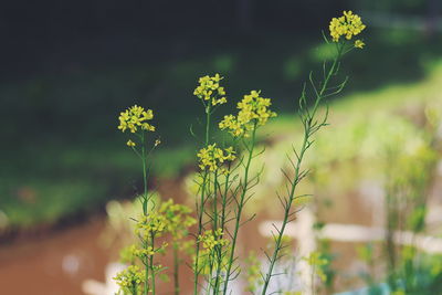 Close-up of flowering plant on field