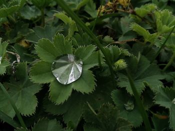 High angle view of plant leaves