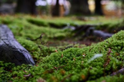 Close-up of moss growing on field