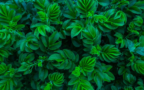 Full frame shot of green leaves