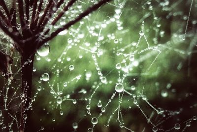 Close-up of water drops on spider web