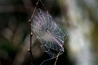 Close-up of spider on web