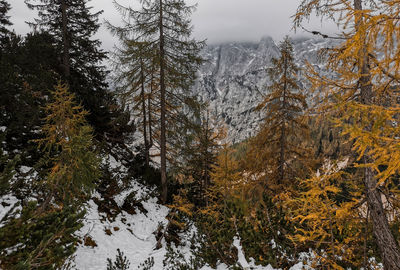 Moody autumn landscape with fall colors of trees in misty hills and mountains.