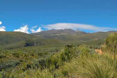 High altitude moorland against a mountain, mount kenya national park