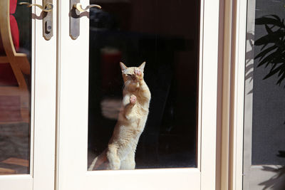 Cat looking through window