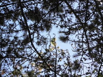 Low angle view of tree in forest against sky