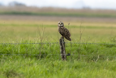 Bird on a field