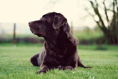 Dog sitting on field