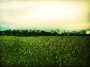 Grassy field against sky