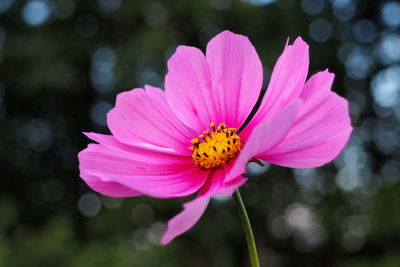 Close-up of pink cosmos flower blooming outdoors
