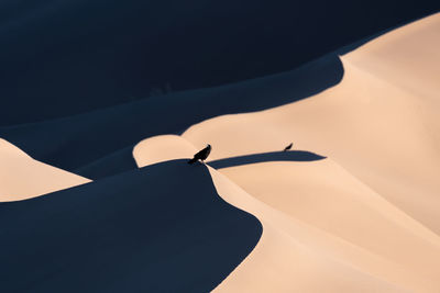 Two crows set on a sand dune, one in foreground one in background in dasht e lut or sahara desert