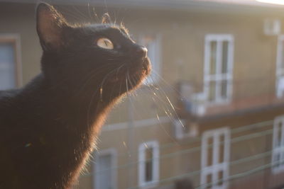 Close-up of a cat looking away